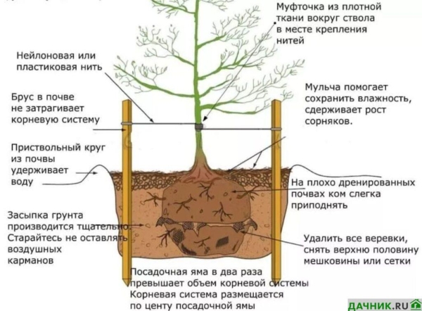 Груша Дюшес: сорта, описание, характеристики, посадка и организация ухода