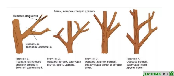 Груша Дюшес: сорта, описание, характеристики, посадка и организация ухода