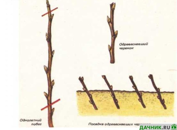 Груша Дюшес: сорта, описание, характеристики, посадка и организация ухода