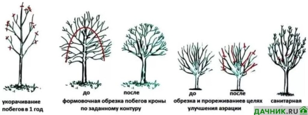 Особенности выращивания яблони Голден Делишес