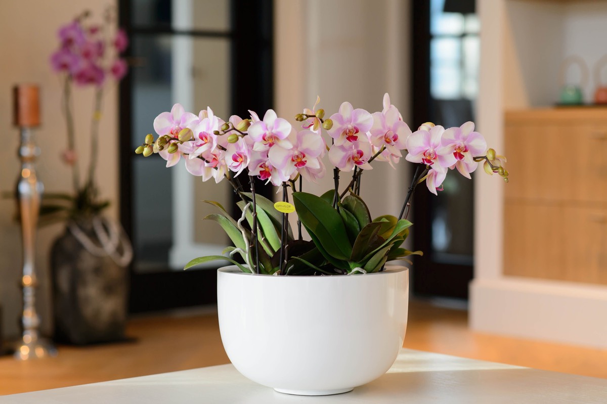 уход выращивание в домашних условиях цветов орхидеи post thumbnail image